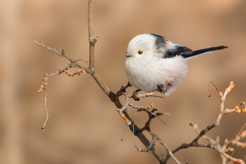 Raniuszek siedzący na gałęzi drzewa zimą – mały ptak z długim ogonem w naturalnym środowisku