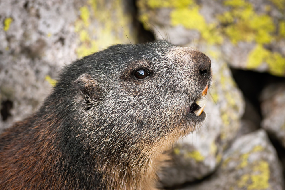 Świstak Phil przepowiedział koniec zimy