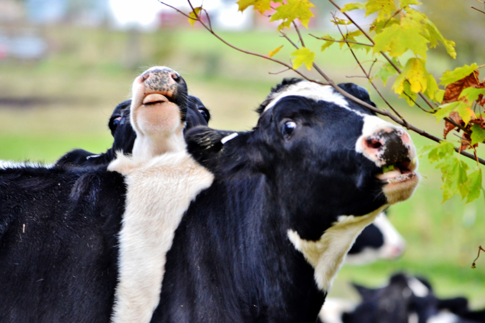 Dobrostan zwierząt przestaje być formalnością. Rolnicy widzą w nim realne zyski