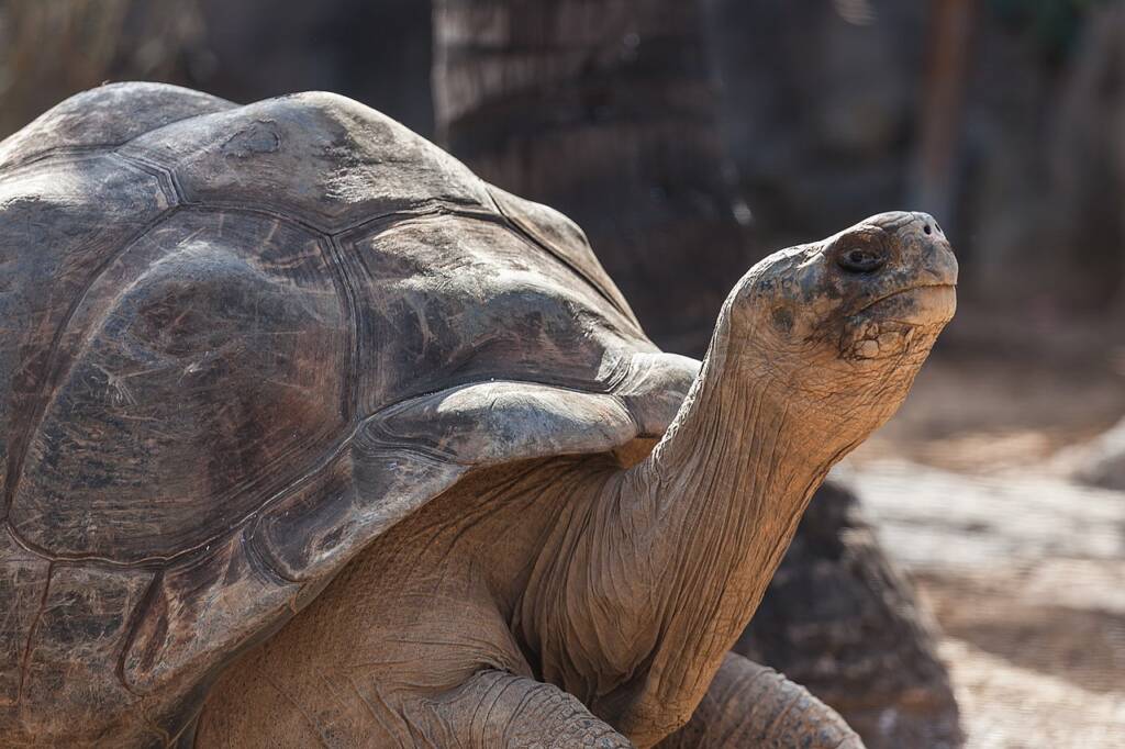 Żółw słoniowy (Chelonoidis nigra)