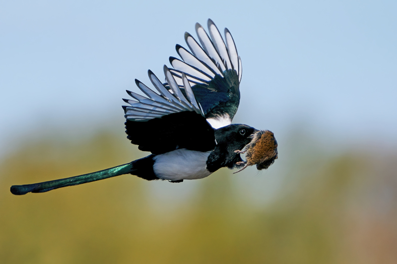 Sroka Pica pica w locie nad łąką w Polsce