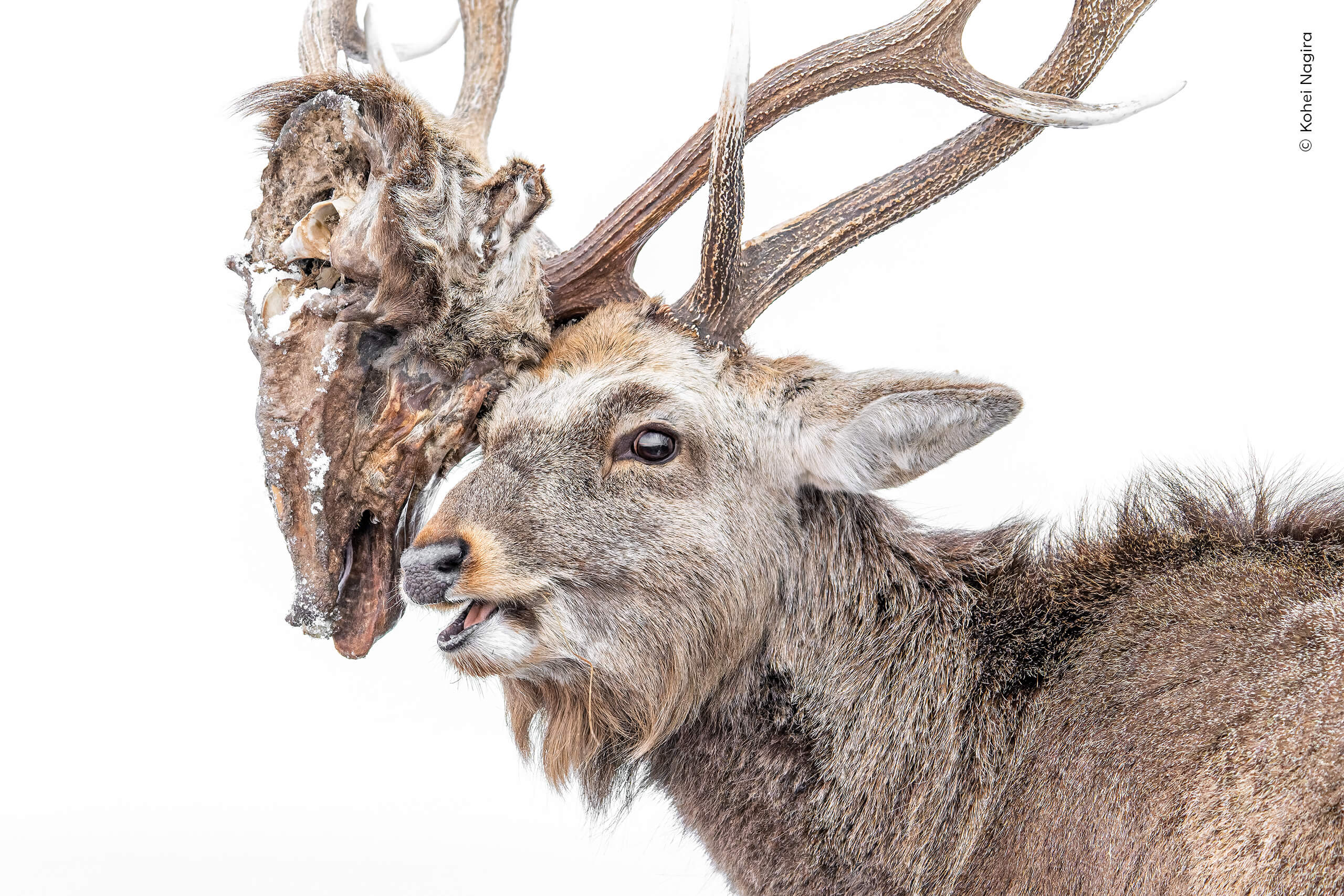 © Kohei Nagira, Wildlife Photographer of the Year
