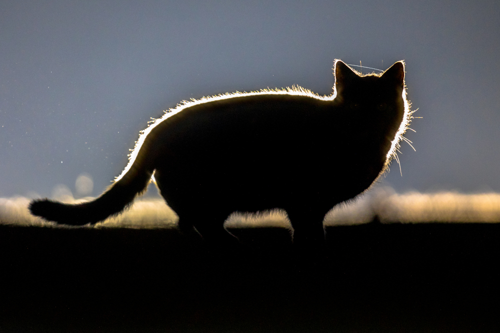 Koty i lisy kontra australijskie ssaki. Jak introdukowane drapieżniki wywołały falę wymierań