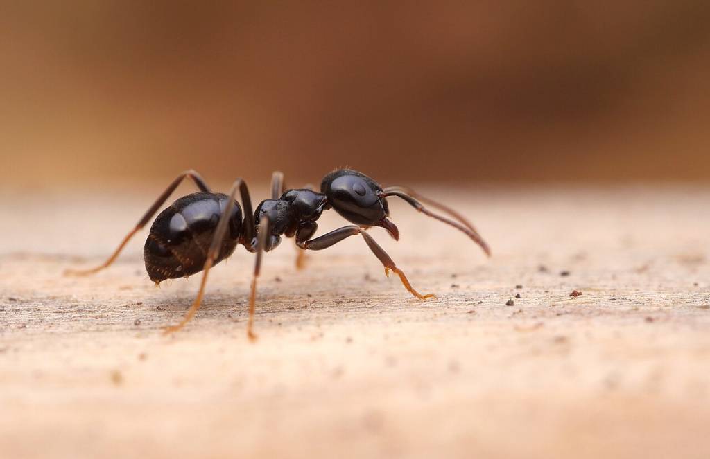 Kartonówka zwyczajna mrówka Lasius fuliginosus na pniu drzewa w lesie liściastym