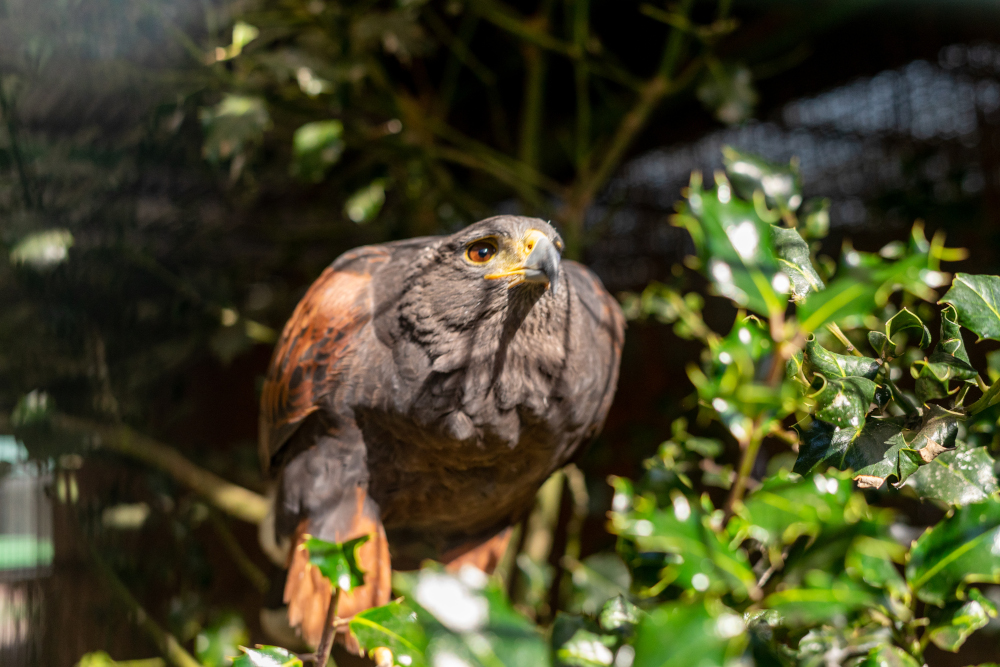 Myszołowiec towarzyski