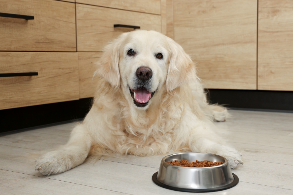 Toksyczne chemikalia w karmie dla zwierząt