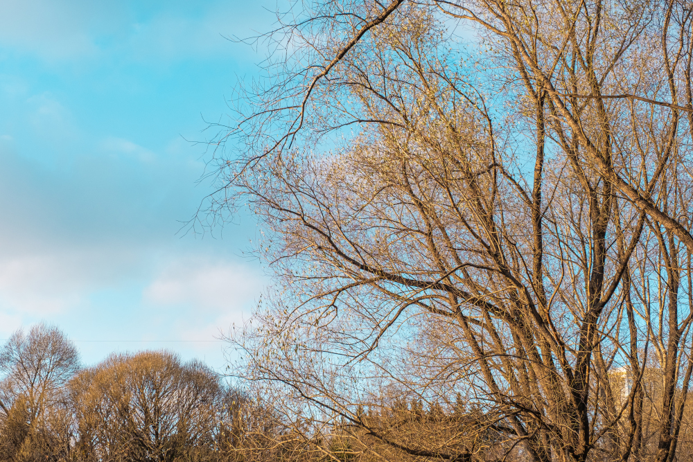 Pogoda. Wiosna na całego. Jak ciepło będzie