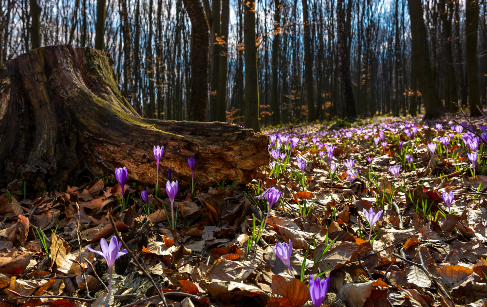 Pogoda na poniedziałek, 2 marca 2026 roku