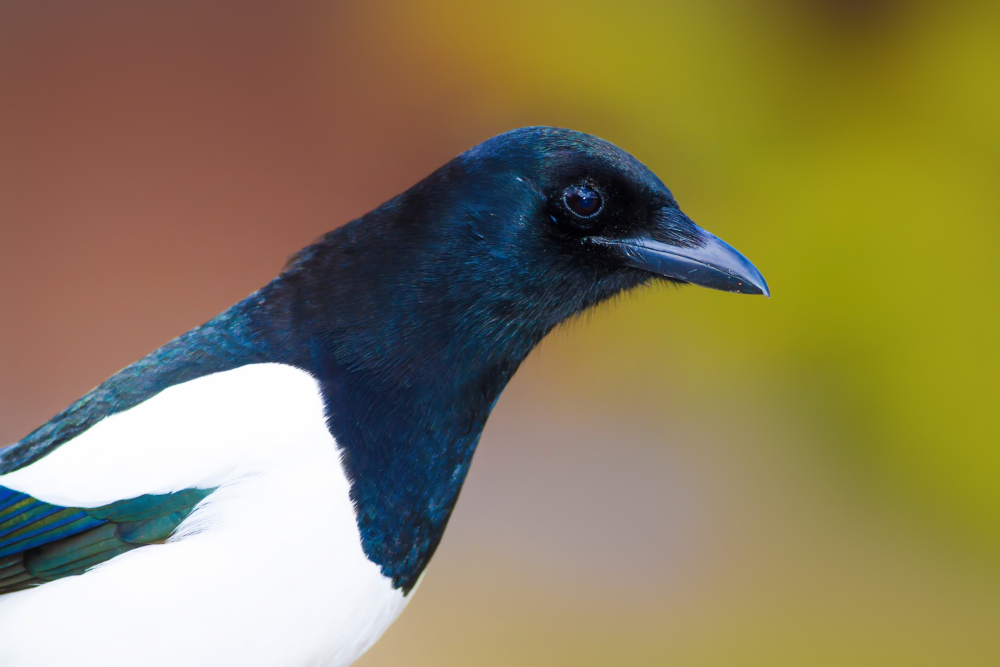 Portret sroki Pica pica z bliska – metaliczny połysk piór i czarny dziób