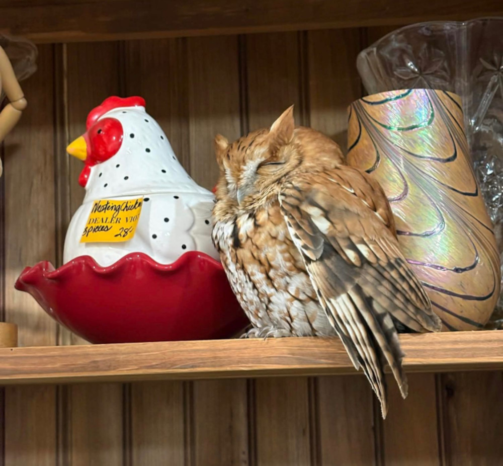 Tajemniczy gość na półce w antykwariacie – kto odwiedził sklep w East Durham?