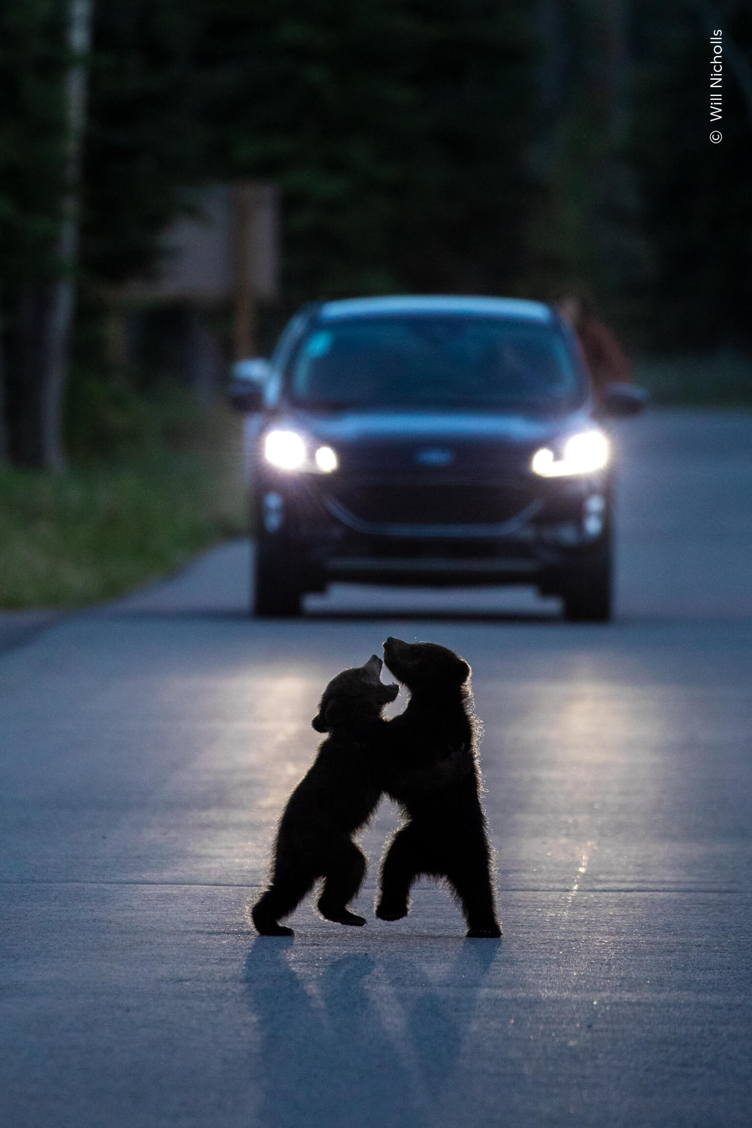 © Will Nicholls, Wildlife Photographer of the Year