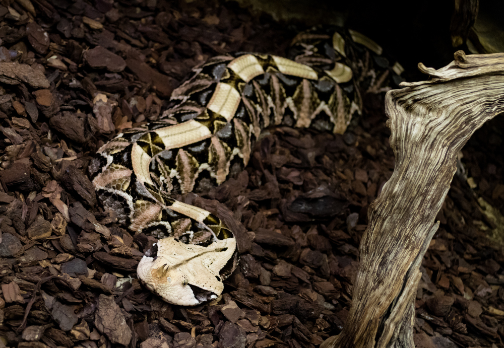 Żmija gabońska (Bitis gabonica)