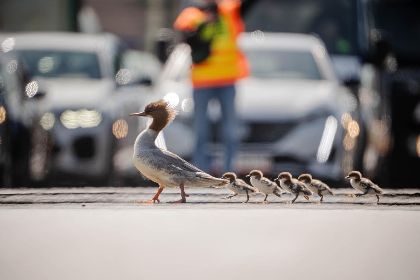 Warszawa pomaga nurogęsiom. Pierwsza rodzina już bezpieczna nad Wisłą