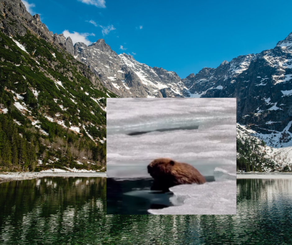 Bóbr nad Morkim Okiem