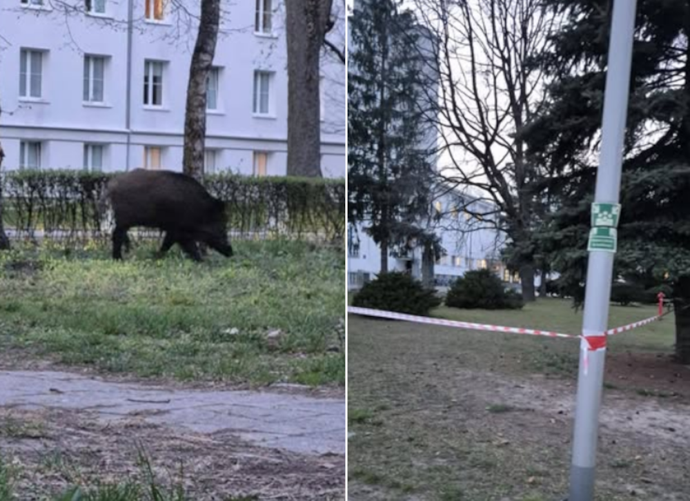 Dziki na kampusie. Narodziny, które przypominają, kto tu był pierwszy