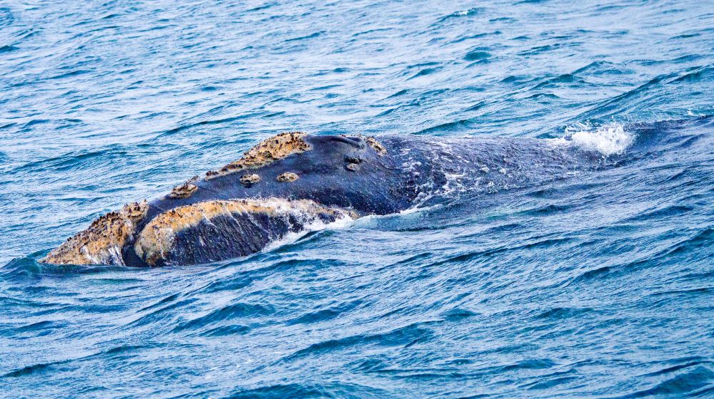Akcja ratunkowa wieloryba w Bałtyku. Timmy transportowany do oceanu