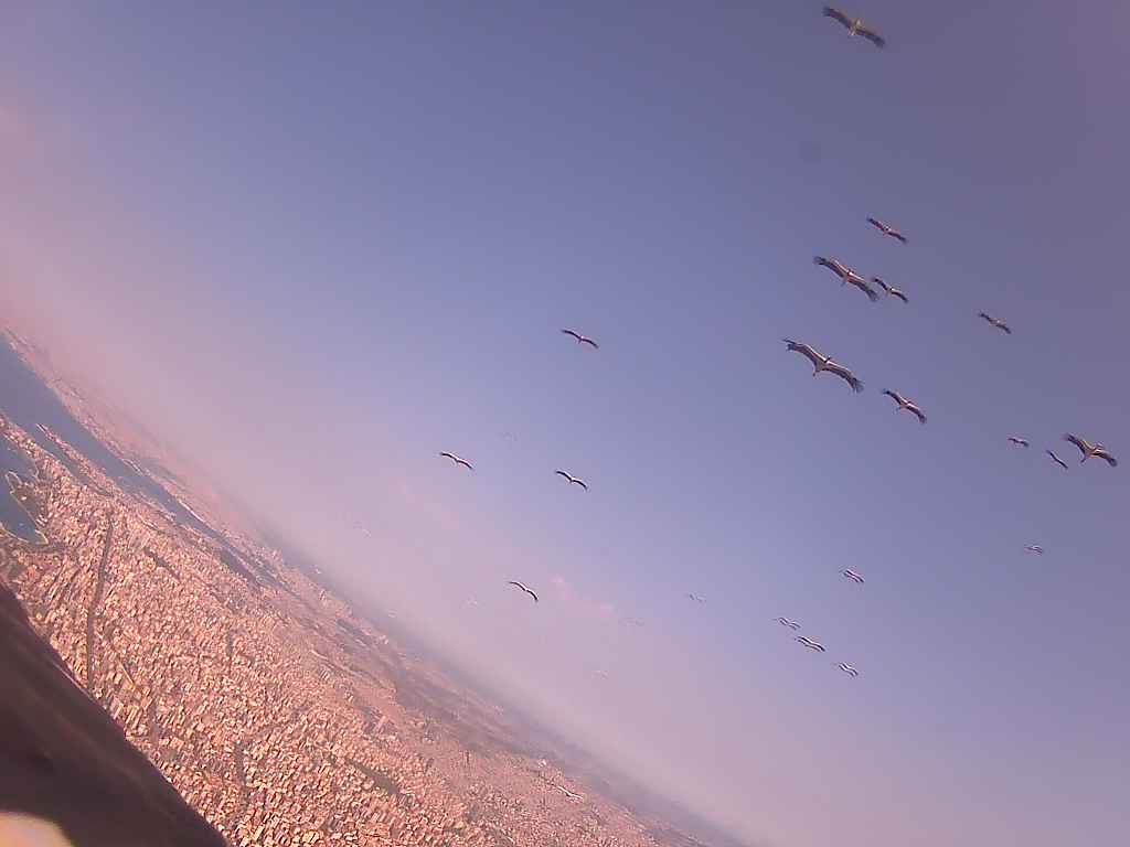 Bociany nagrane z powietrza. Polscy naukowcy pokazali ich migrację jak nigdy wcześniej