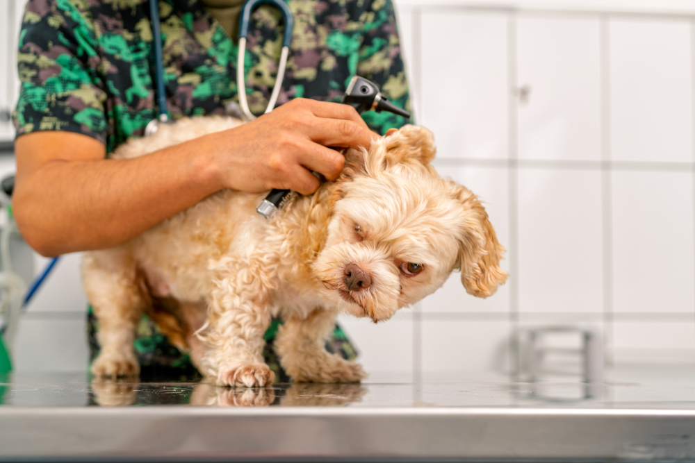 Czipowanie psów i kotów będzie obowiązkowe