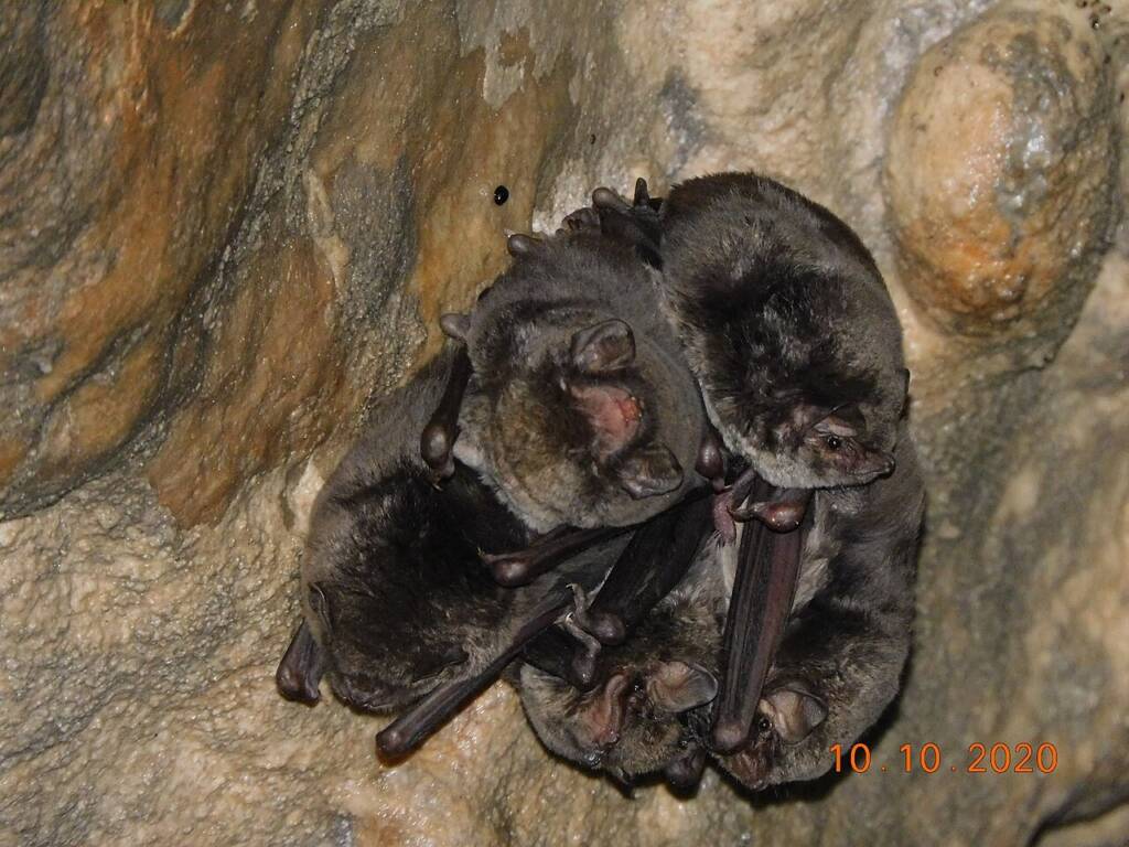 Nietoperz Schreibersa (Miniopterus schreibersii) we Włoszech