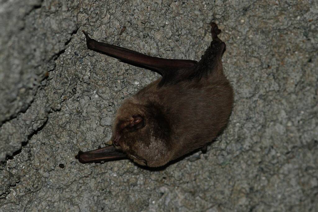 Podkasaniec zwyczajny, podkasaniec Schreibersa (Miniopterus schreibersii)