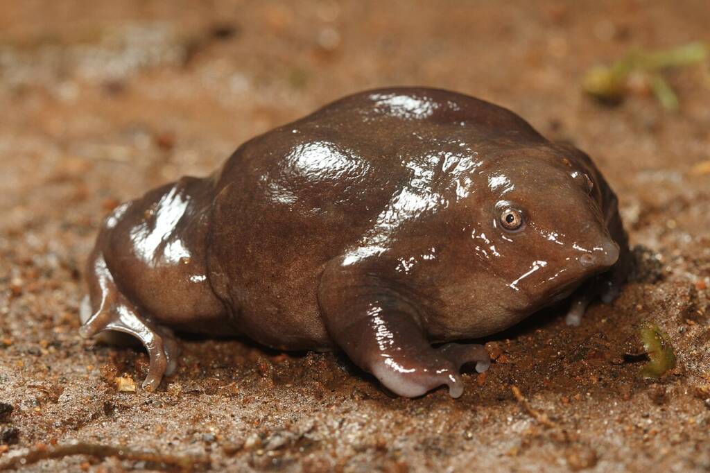 Żaba purpurowa w Indiach (Nasikabatrachus sahyadrensis)