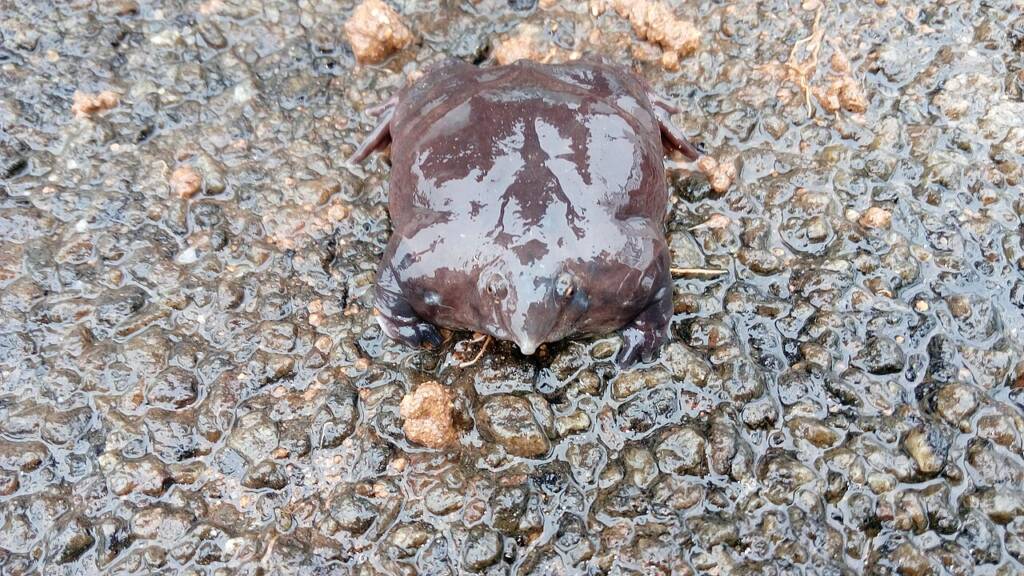 Żaba purpurowa (Nasikabatrachus sahyadrensis)
