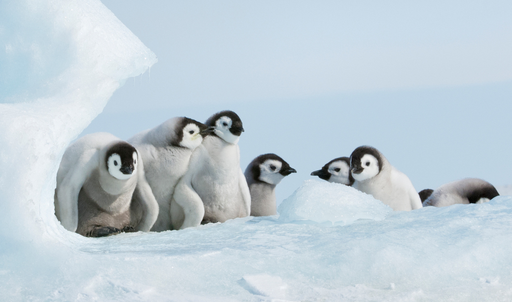 Młode pingwiny cesarskie