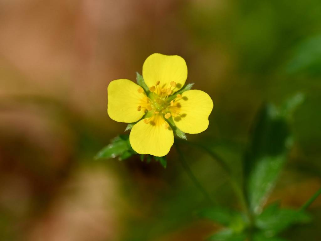 Pięciornik kurze ziele