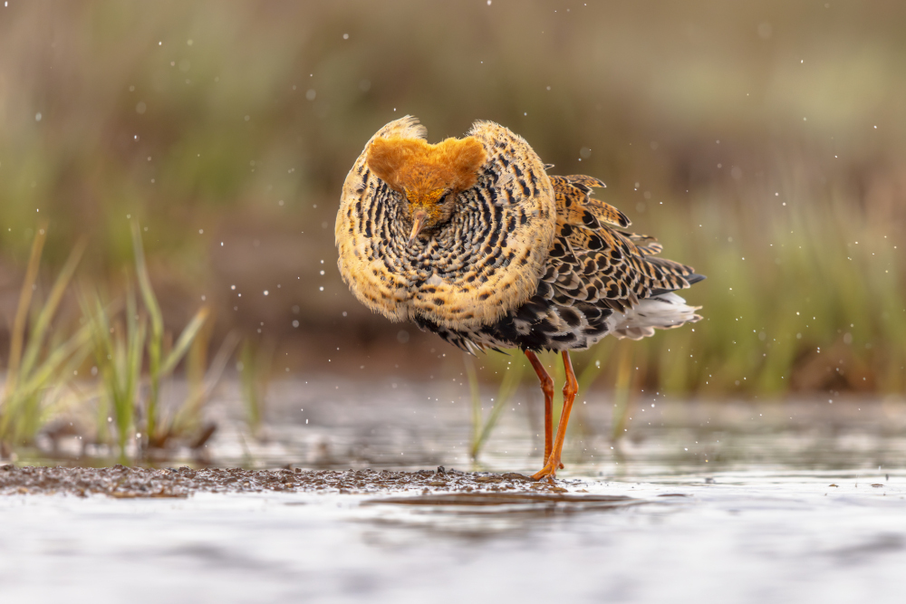 Bataliony (batalion) na rozlewiskach Biebrzański Park Narodowy w okresie godowym – samce o zróżnicowanym, barwnym upierzeniu widoczne na podmokłych łąkach w dolinie Biebrzy, jednym z najważniejszych obszarów obserwacji ptaków w Polsce.