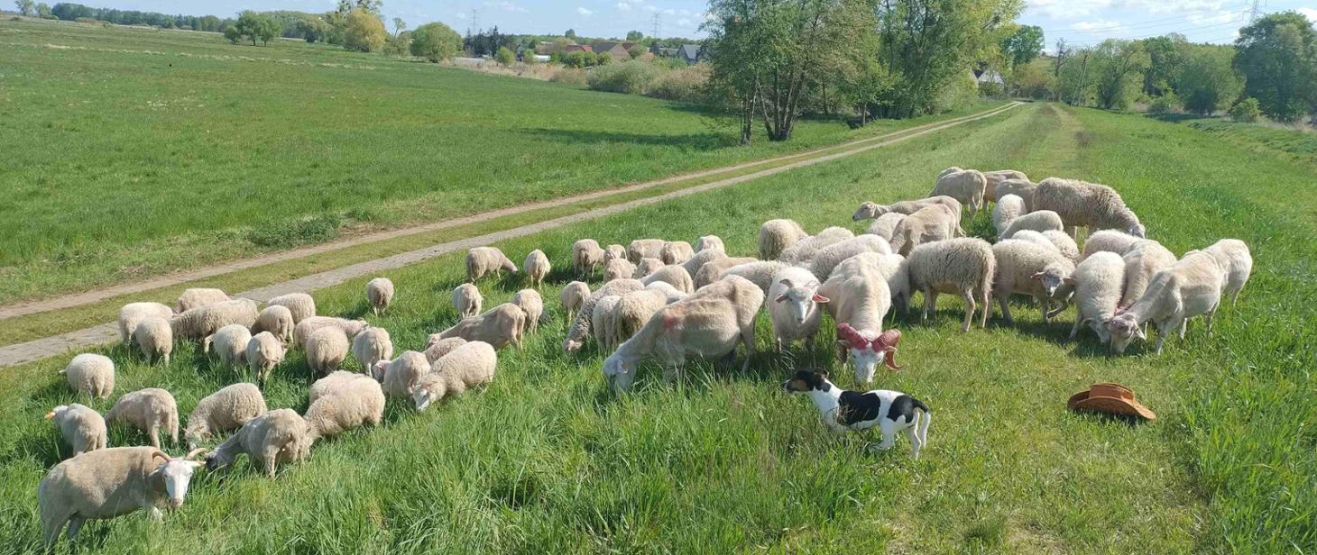 Owce wracają na wały Odry. Ekologiczny wypas ponownie w Marwicach