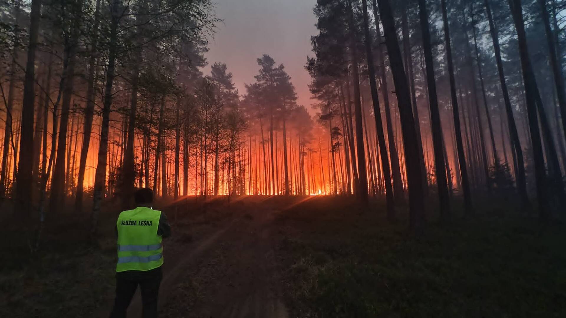 Nie pożar, a działania po nim? Eksperci alarmują ws. przyszłości Puszczy Solskiej