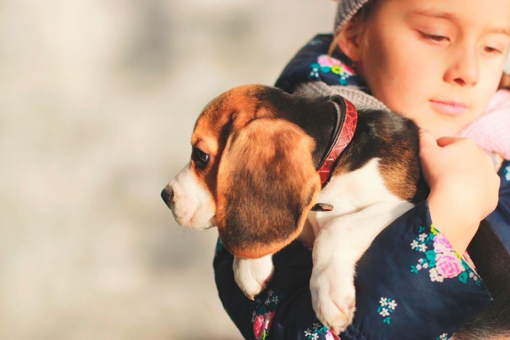 1500 beagle’ów uratowanych z ośrodka badawczego. Psy po raz pierwszy poznają normalne życie