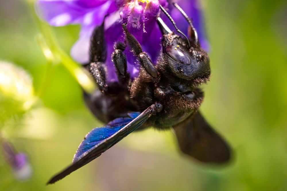 Zadrzechnia fioletowa (Xylocopa violacea) siedzi na kwiecie – duża czarna pszczoła z fioletowo połyskującymi skrzydłami