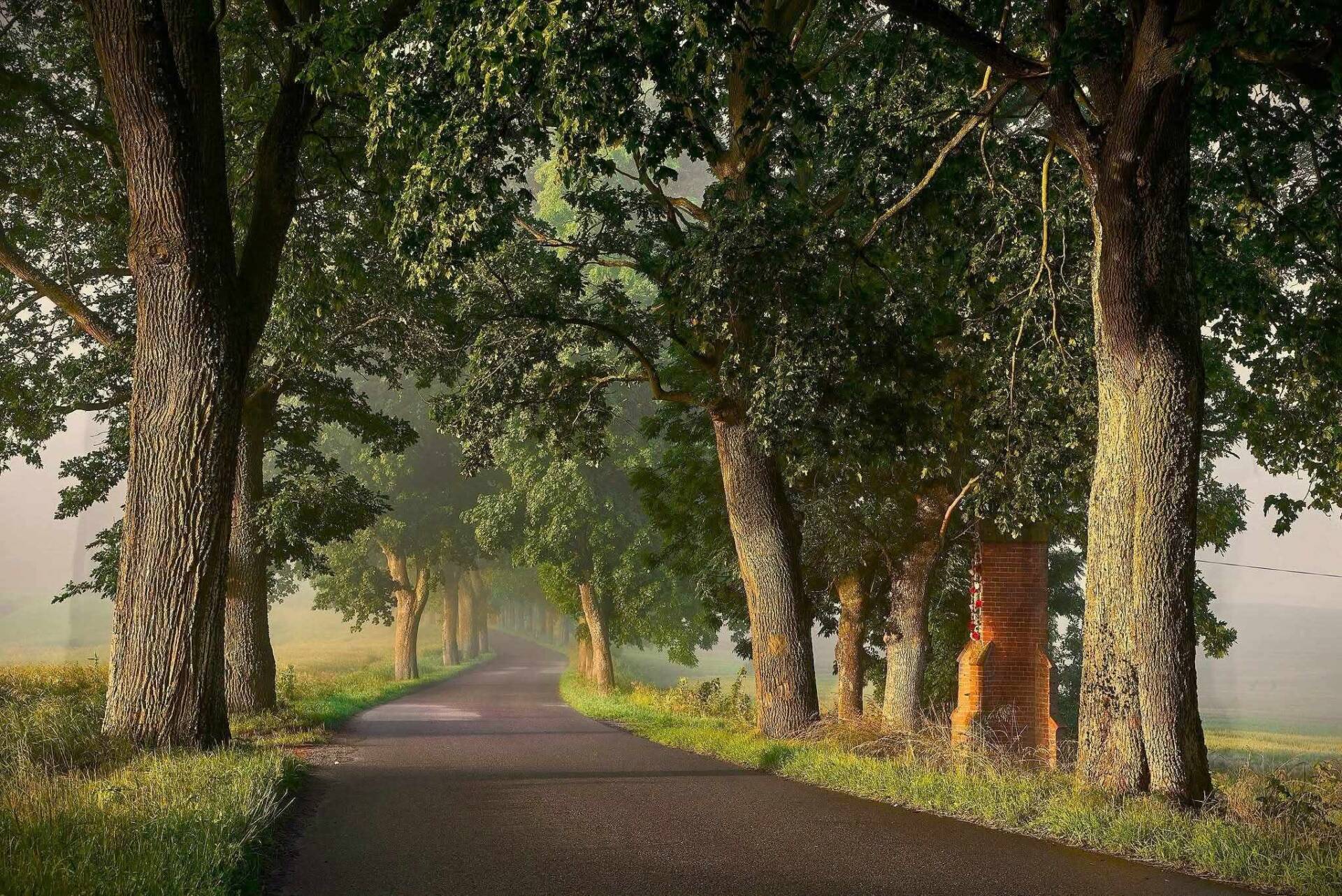 "Viveremos num mundo de asfalto e concreto." Ativistas lutam pelas avenidas de Warmia.
