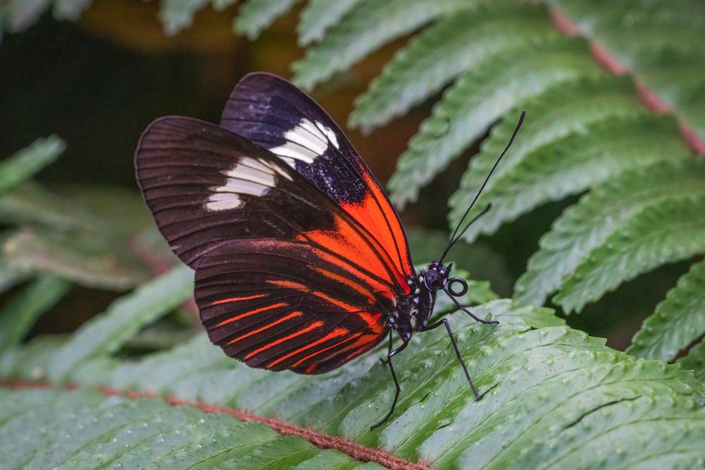Rekordzista z rodzaju Heliconius (Heliconius hewitsoni) dożywał aż 348 dni