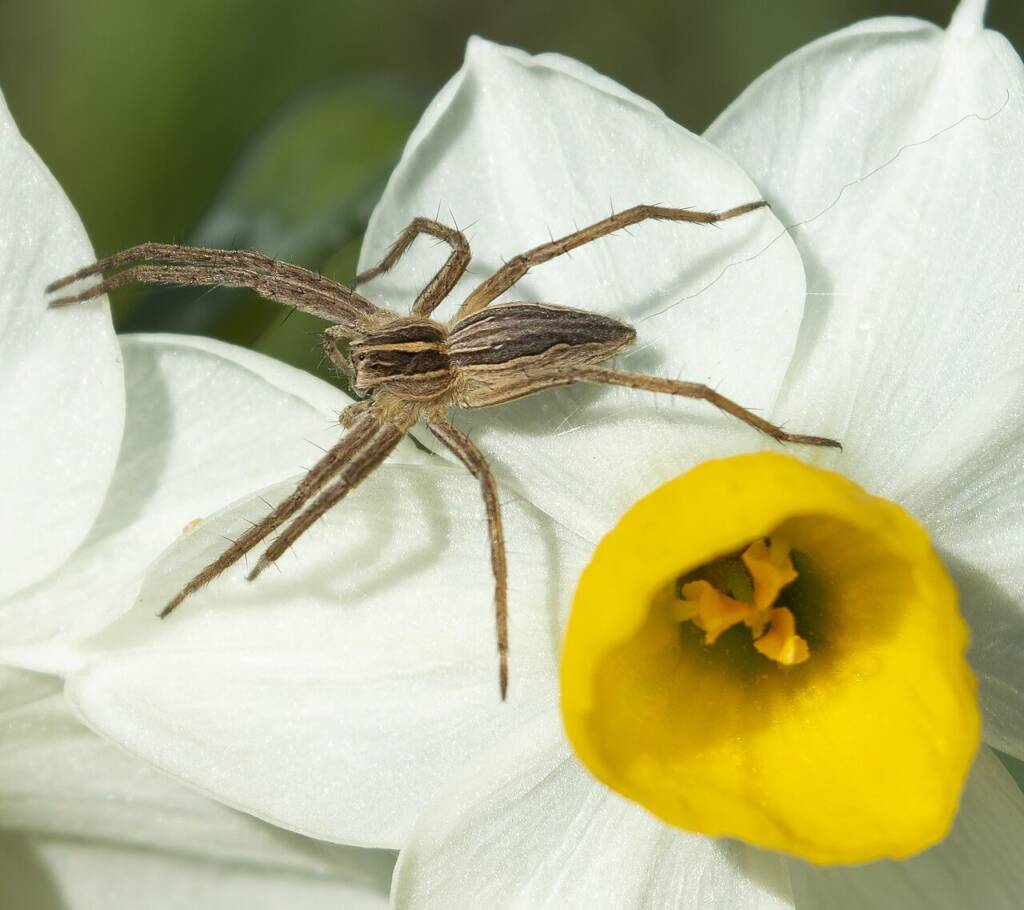 Darownik przedziwny (Pisaura mirabilis)