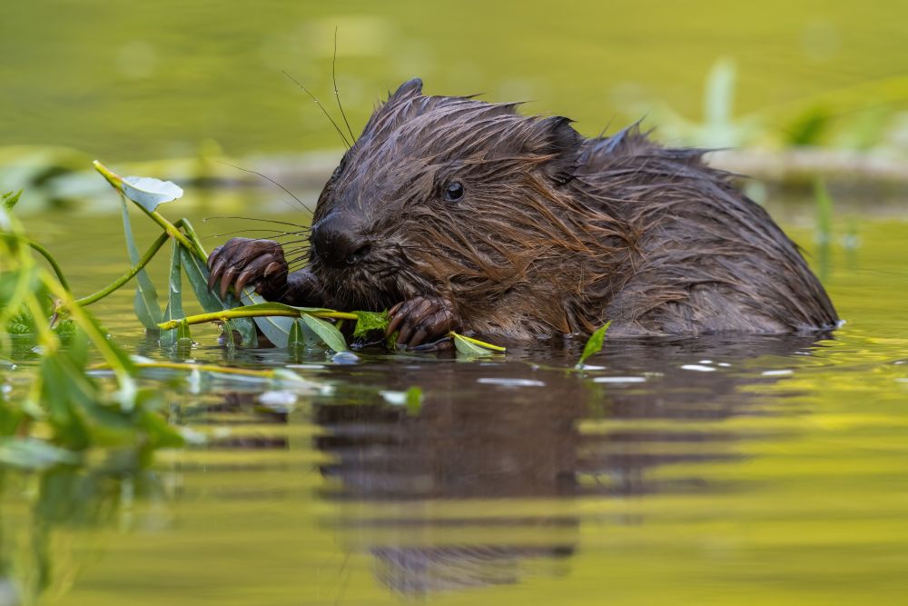 Bobry pomagają w walce z pożarami!