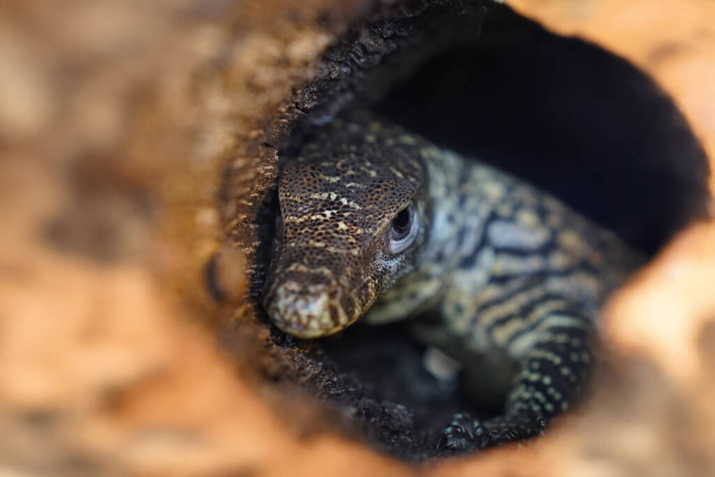 Historyczny sukces ZOO Wrocław! Na świat przyszedł pierwszy w Polsce waran z Komodo