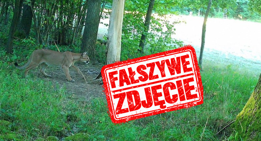 Fałszywa puma i prawdziwy problem z dezinformacją