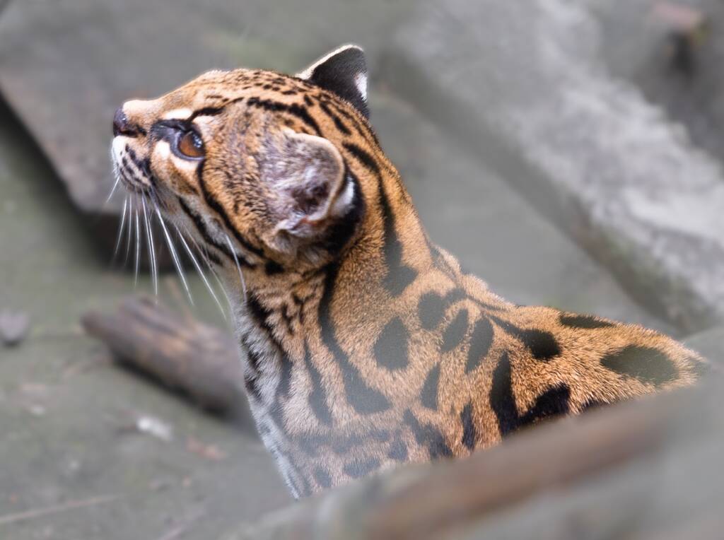 Nowy gatunek dzikiego kota odkryty w Boliwii. DNA ujawniło prawdę o tajemniczym tilcayo