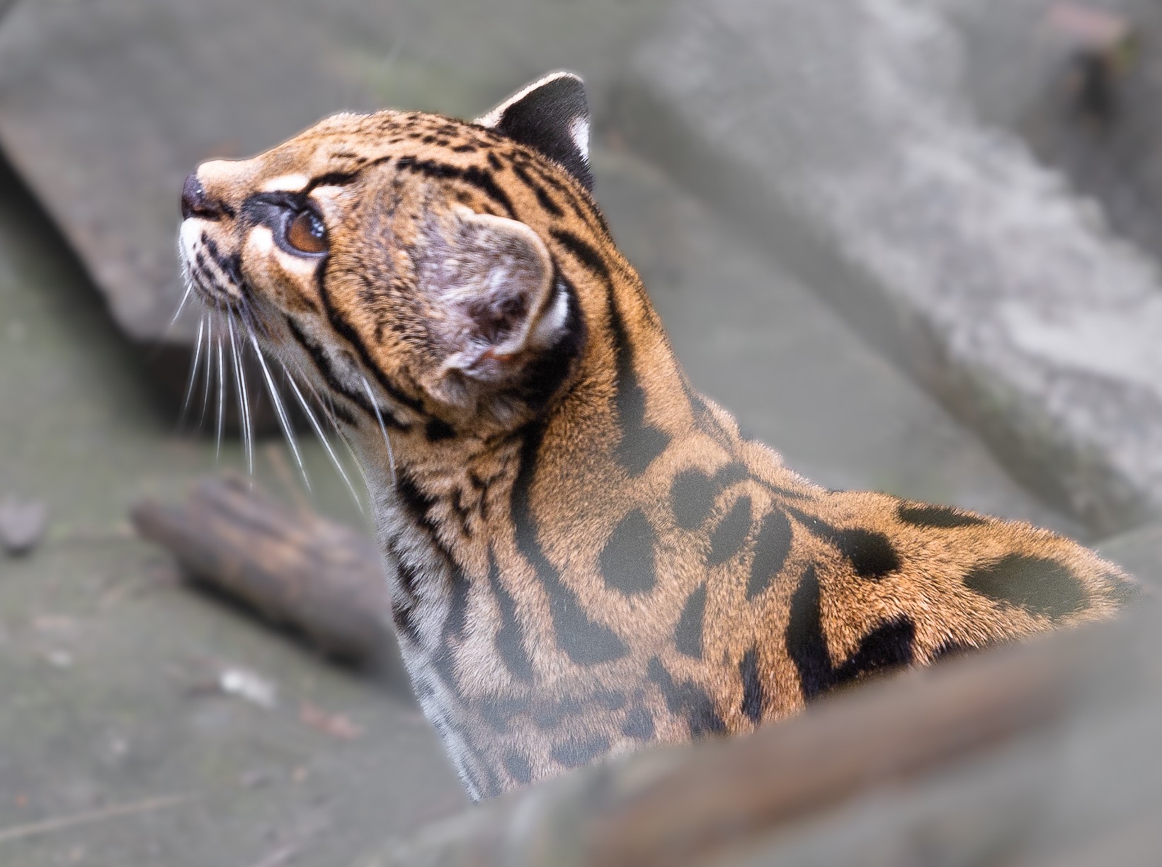 Nowy gatunek dzikiego kota odkryty w Boliwii. DNA ujawniło prawdę o tajemniczym tilcayo
