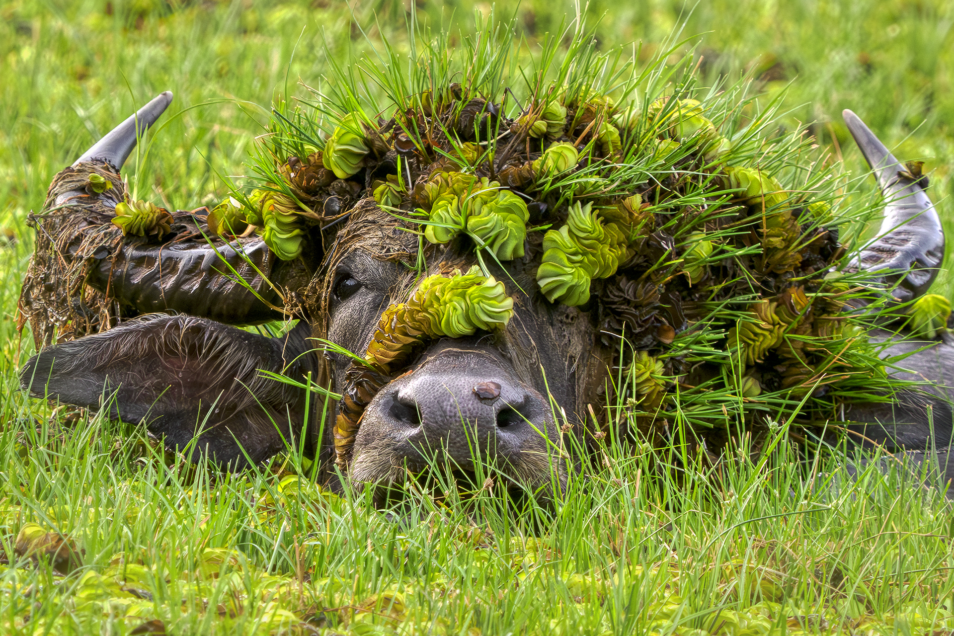The Comedy Wildlife Photography Awards 2026, fot. Andy RouseUnited Kingdom, tytuł: Doris with her hat