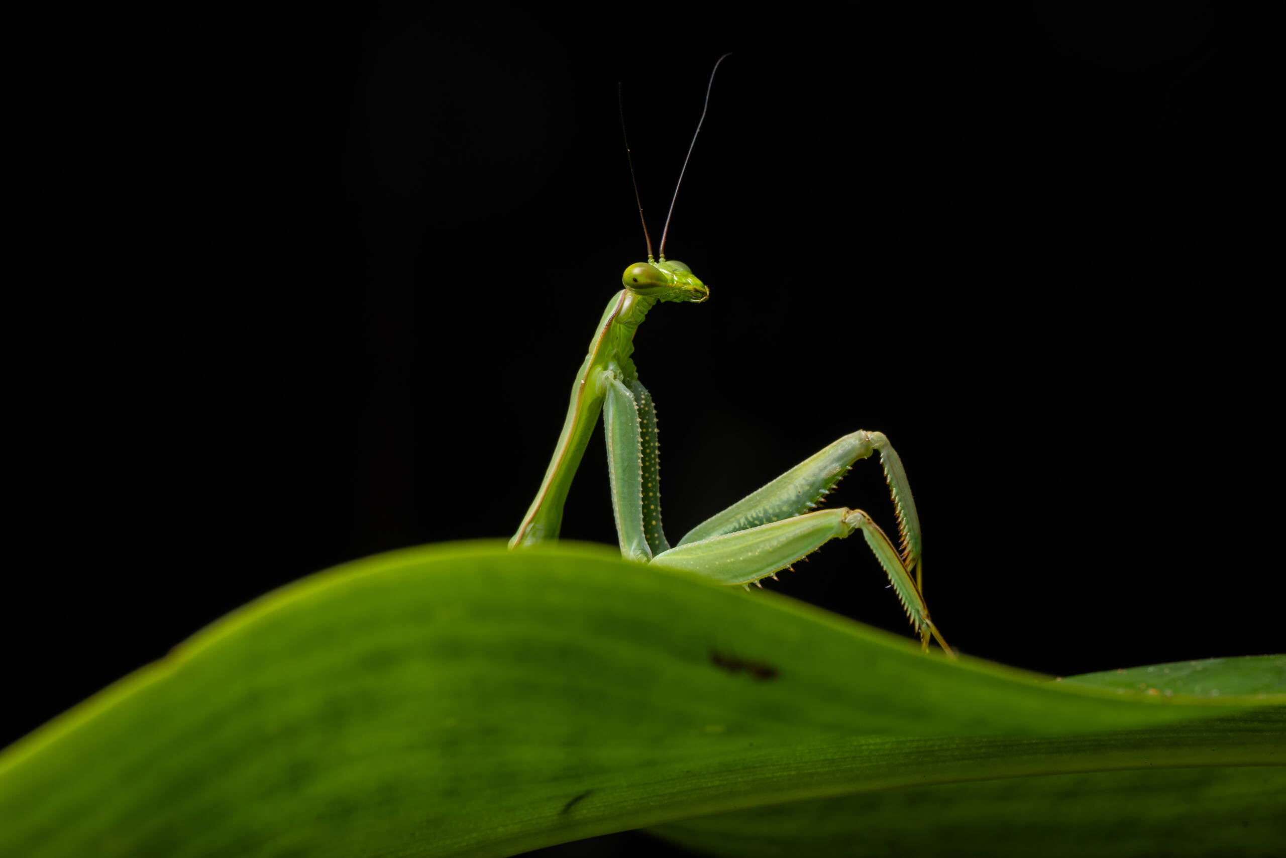 The Comedy Wildlife Photography Awards 2026Diego Perez Title: Sexy mantis