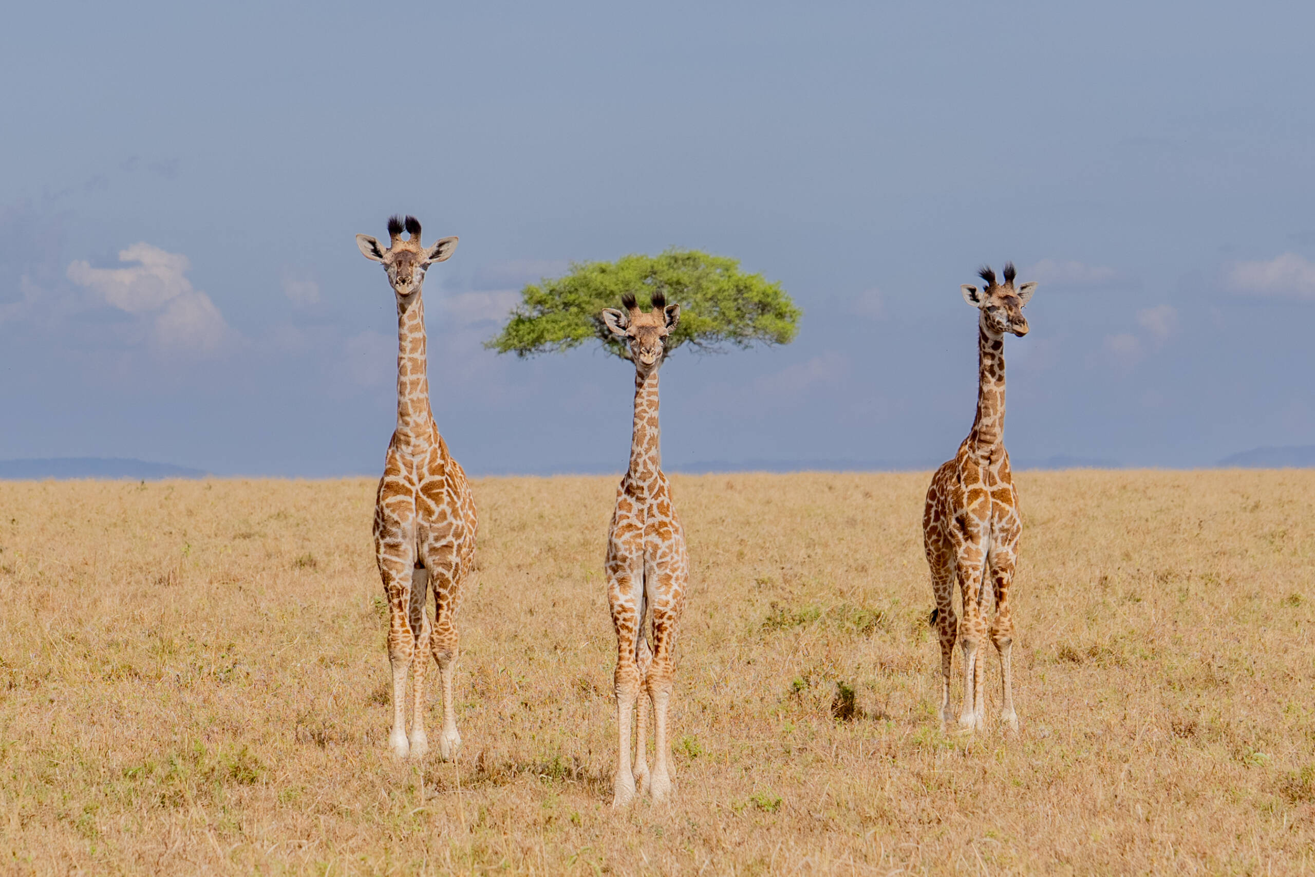 The Comedy Wildlife Photography Awards 2026, fot. Dirk Koster, tytuł: The different oneDescription