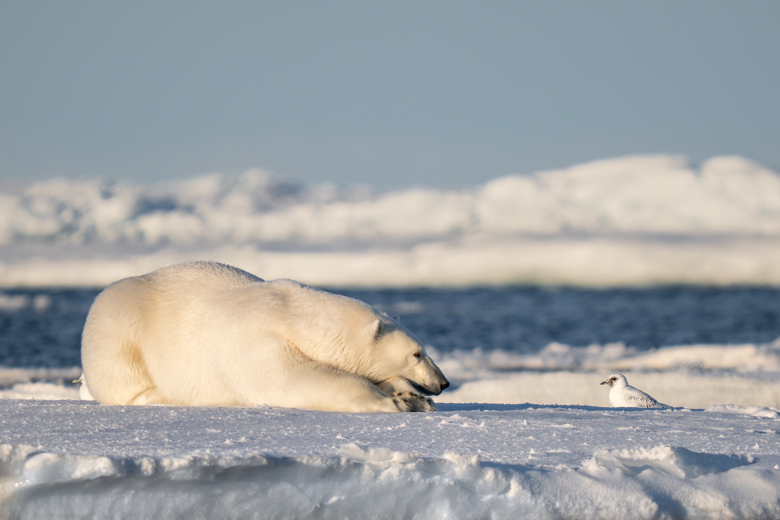 The Comedy Wildlife Photography Awards 2026, fot. Eric Boren, tytuł: If I were just a little faster...