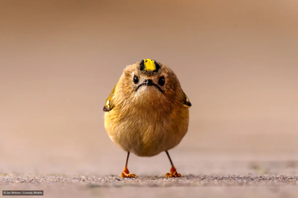 Angry Bird, fot. Jan Wittmer/Nikon Comedy Wildlife Awards