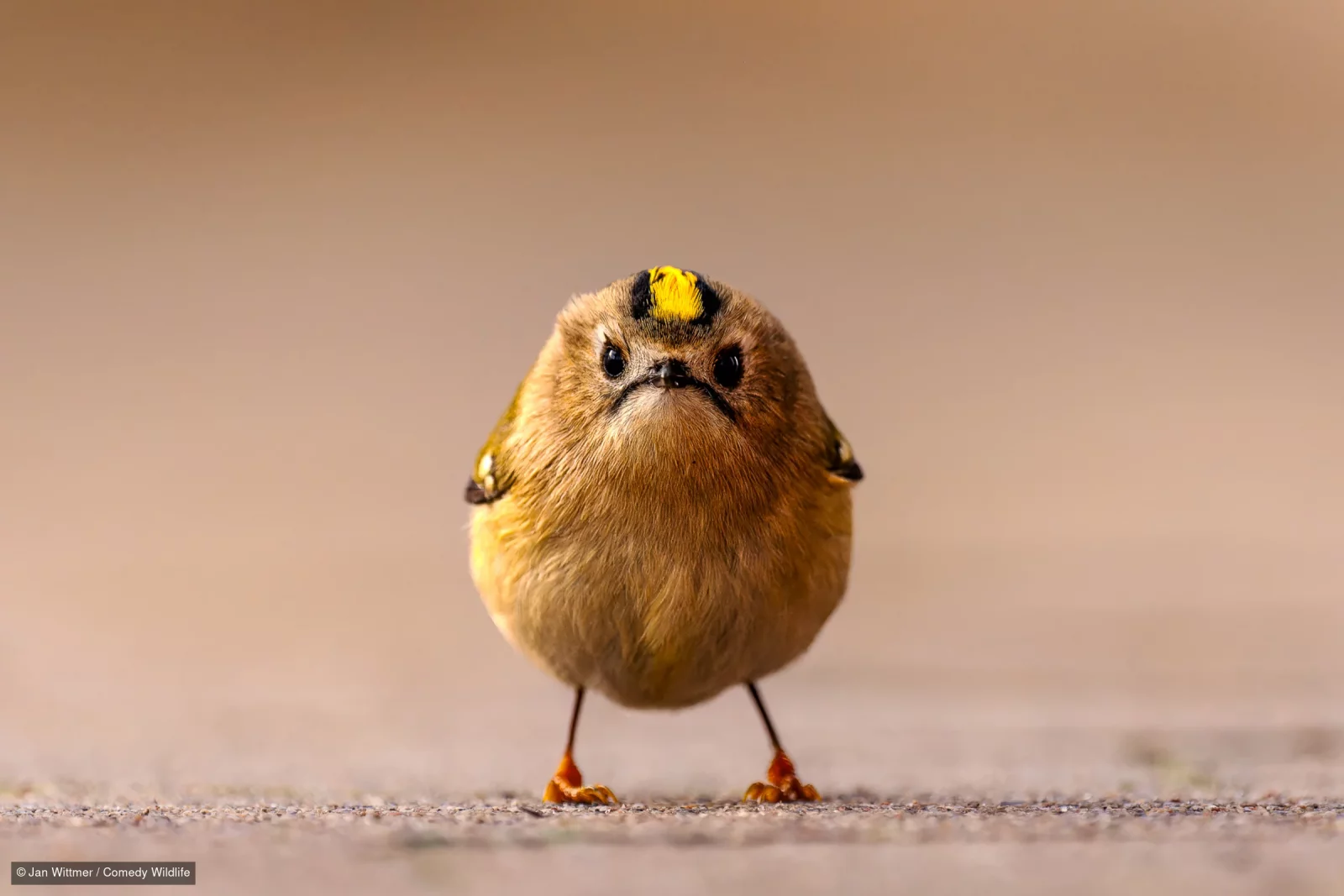 Angry Bird, fot. Jan Wittmer/Nikon Comedy Wildlife Awards
