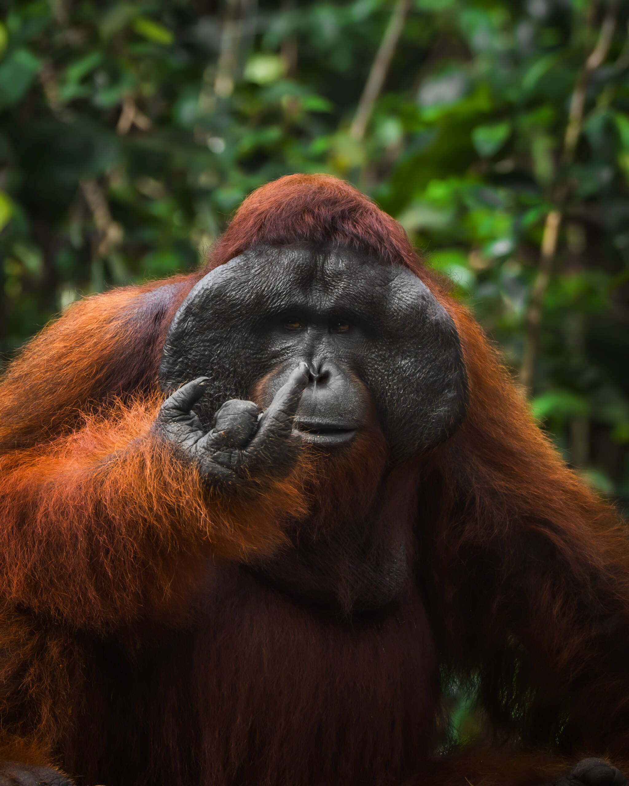 The Comedy Wildlife Photography Awards 2026, fot. Tanner Mansell, tytuł: Orangutan with Attitude