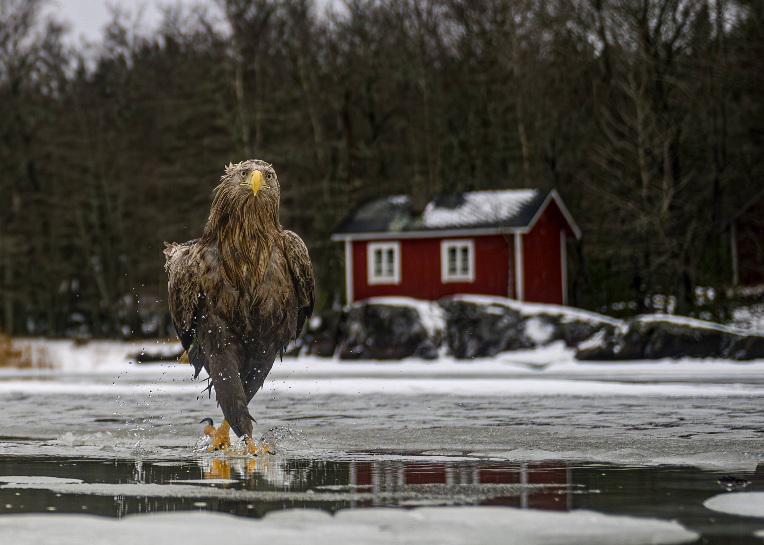 The Comedy Wildlife Photography Awards 2026, fot. Tapani Linnanmäki, tytuł: Fashion fades.