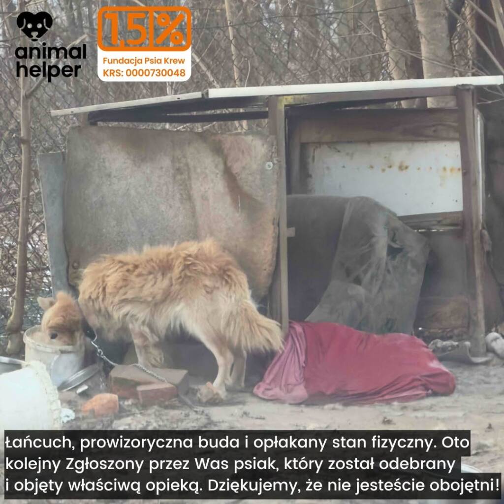 „112 dla zwierząt” może przestać działać zimą. Animal Helper apeluje o pomoc